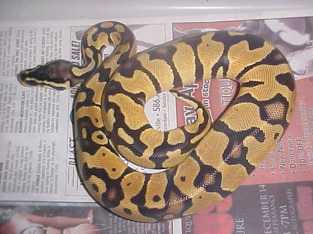 07 Tiger Pastel
