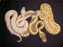 yellow belly spinner blast, spinner and lemon blast