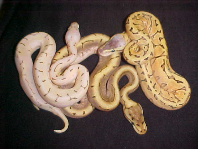 yellow belly spinner blast, spinner and lemon blast