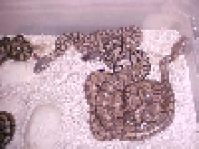 baby hypo ball pythons hatching