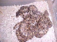 baby hypo ball pythons hatching