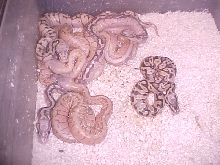 my best clutch of 2012