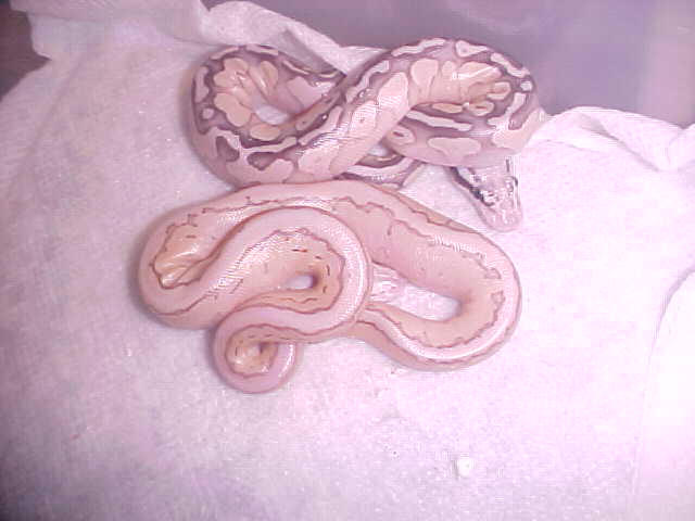 2 new morphs together