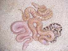 best ball python clutch I have had so far