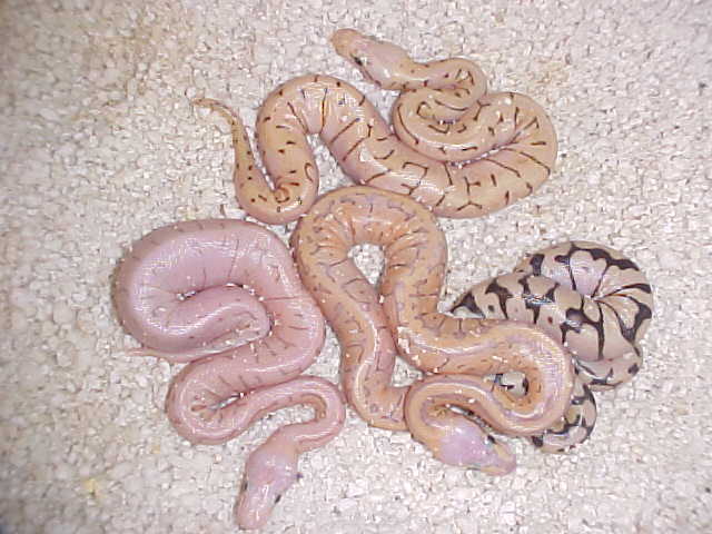 best ball python clutch I have had so far