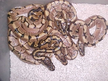spiderandyellowbellyhetpied2