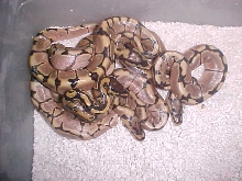spiderandyellowbellyhetpied