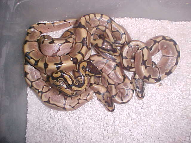 spiderandyellowbellyhetpied