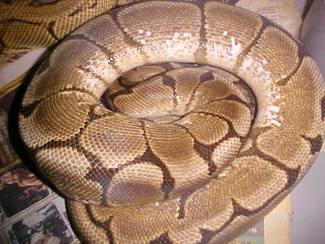 adultmaleyellowbellyspider
