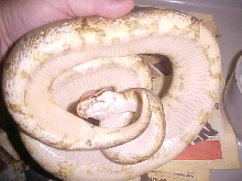 adultmaleyellowbellyspider2