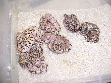 2010bpclutch