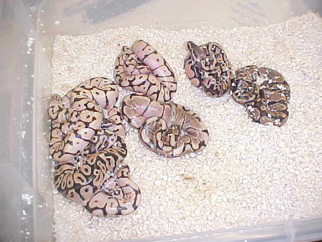 2010bpclutch