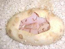 awesome 2010 clutch egg1