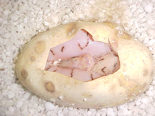 awesome 2010 clutch egg1