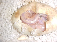 awesome 2010 clutch egg2