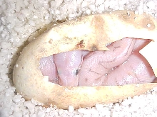 awesome 2010 clutch egg3