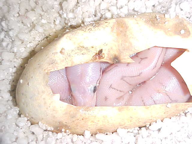 awesome 2010 clutch egg3