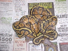 granite pastel orange ghosts
