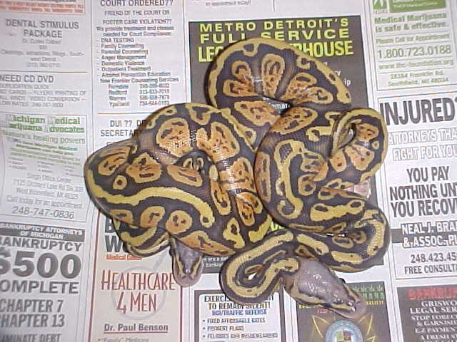 granite pastel orange ghosts