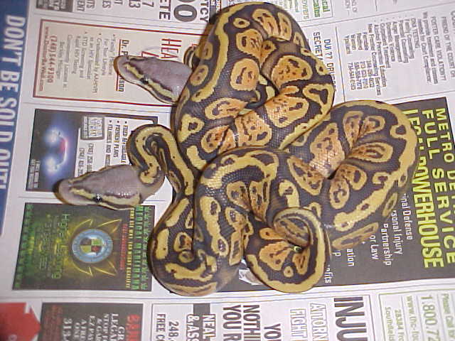 granite pastel orange ghost2