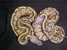 hypo pastel and granite hypo pastel