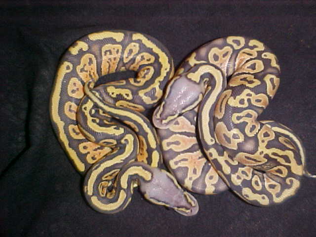 hypo pastel and granite hypo pastel
