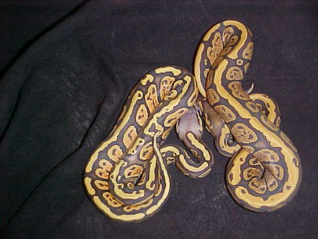 granite hypo and hypo pastel