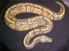 2010 granite hypo pastel