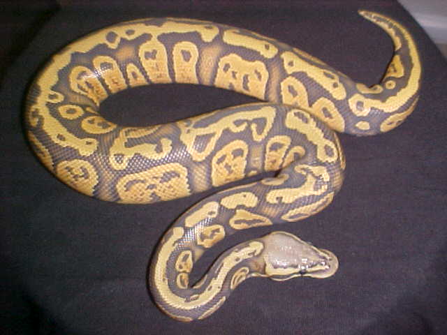 2010 granite hypo pastel