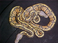 granite hypo pastels