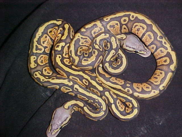 granite hypo pastels
