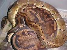 pinstripe x pied