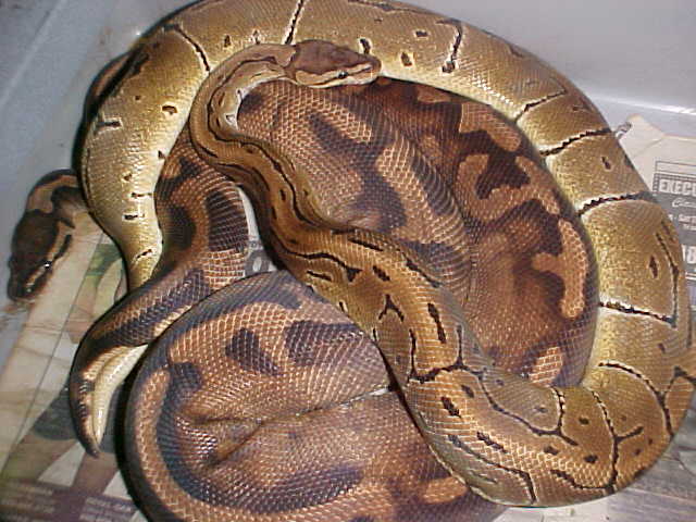 pinstripe x pied