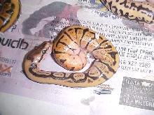 doaclutch3