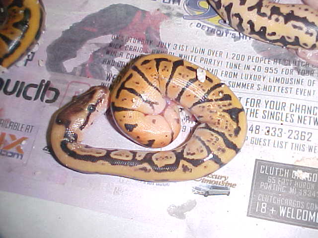 doaclutch3
