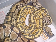 orange ghost granite pastel