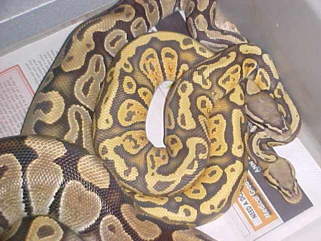 orange ghost granite pastel