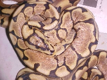 yellow belly spider het pied close up