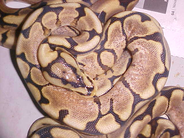yellow belly spider het pied close up