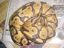 Best yellow belly ever?