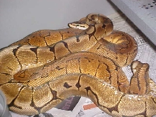 yellow belly spider x lemon blast bp