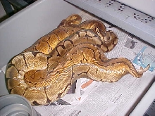 yellow belly spider x lemon blast bp 2
