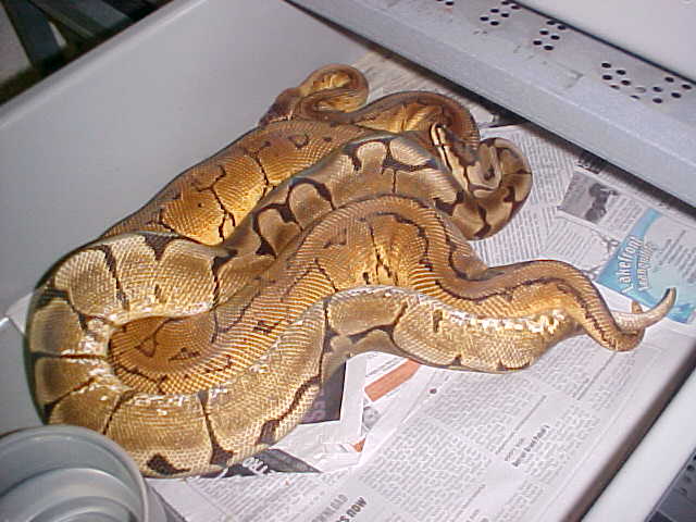 yellow belly spider x lemon blast bp 2