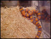 purple hypo hondo