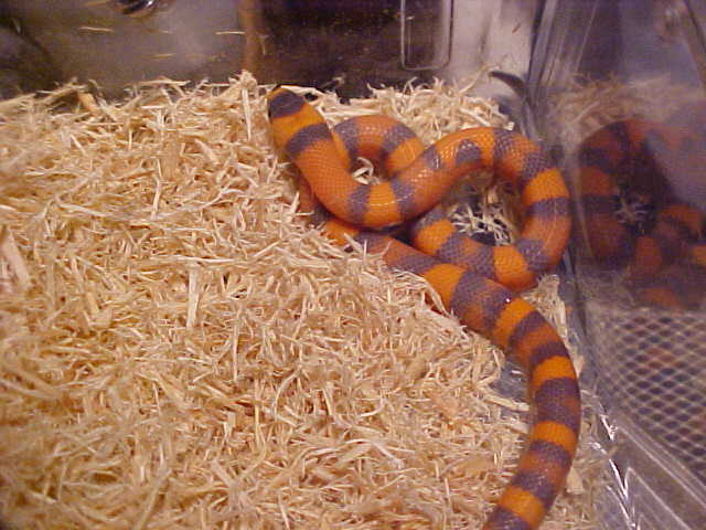 purple hypo hondo