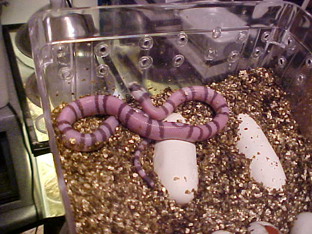 ghost just hatched