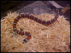 celanops just born