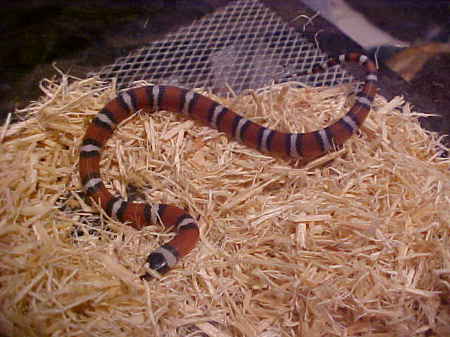 celanops just born