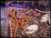 ghost/hypo/tri color clutch