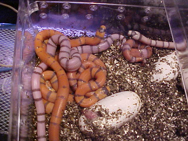 ghost/hypo/tri color clutch